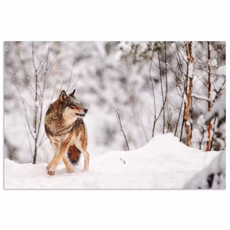 Wolf - Winter - Sneeuw - Natuur - Dieren poster papier klein -3d