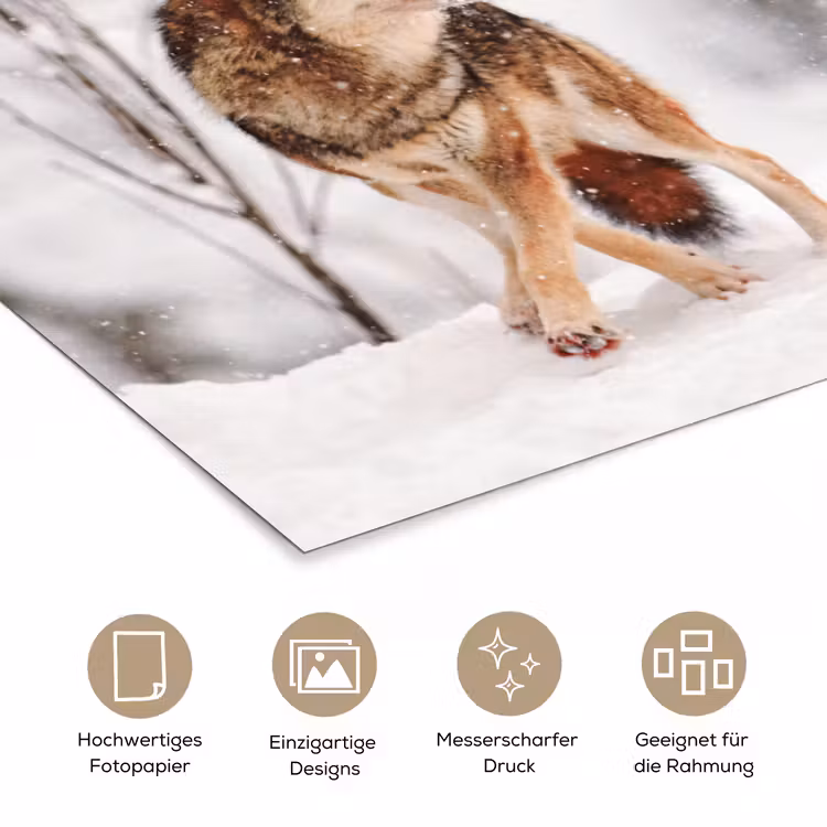 Wolf - Winter - Sneeuw - Natuur - Dieren poster papier klein -tcloseup_DE