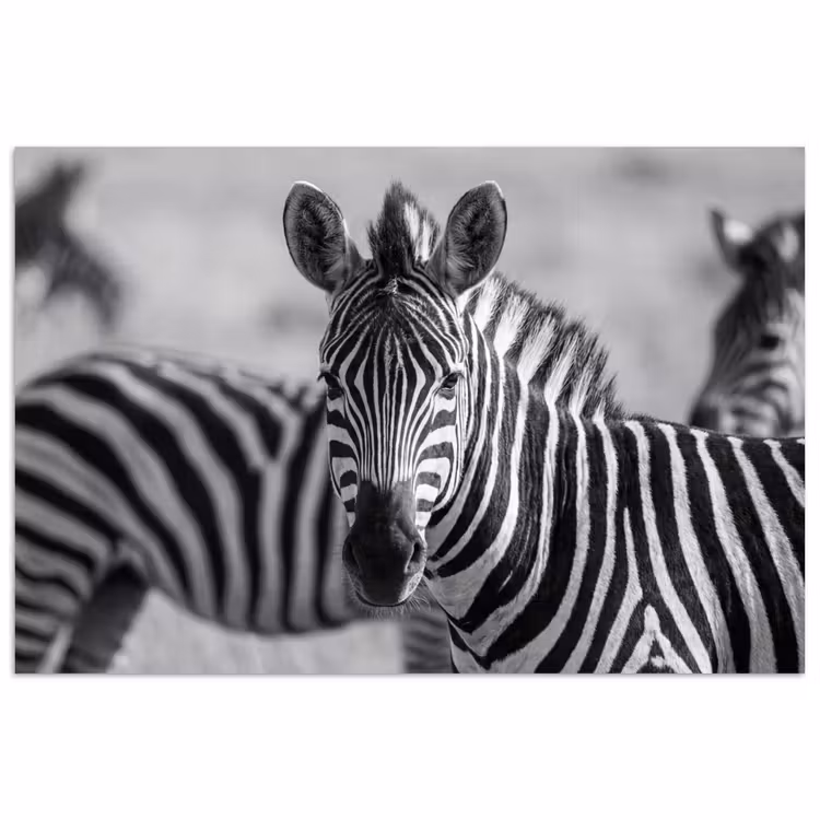 Zebra's - Zwart - Wit poster papier klein -3d