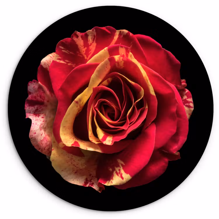 Bloem - Roos - Rood - Zwart Wandcirkel kunststof plaat 5mm dik klein -3d