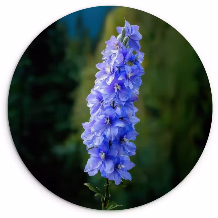 Bloemen - Blauw - Dennenboom Wandcirkel kunststof plaat 5mm dik klein -3d