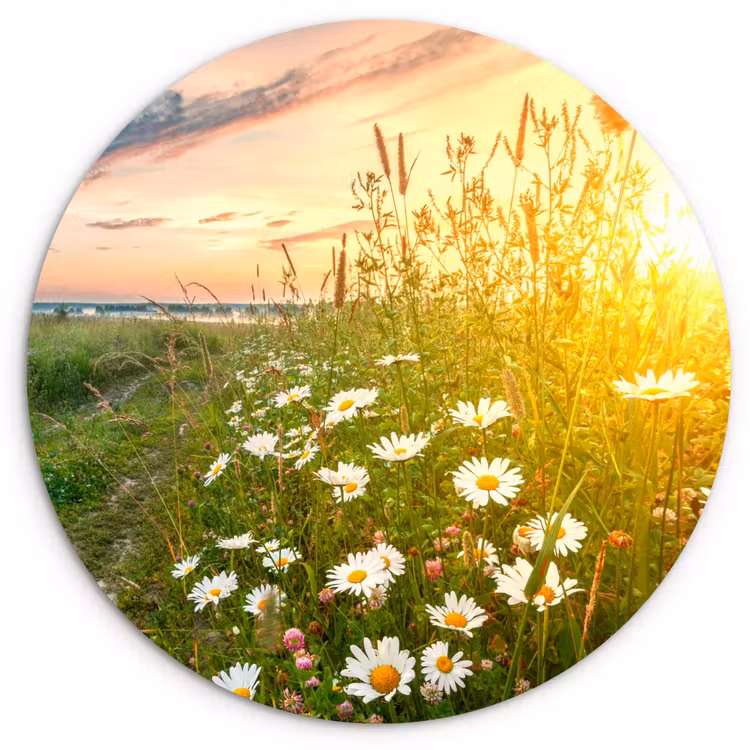 Bloemen - Madelief - Natuur - Zon - Horizon Wandcirkel kunststof plaat 5mm dik klein -3d