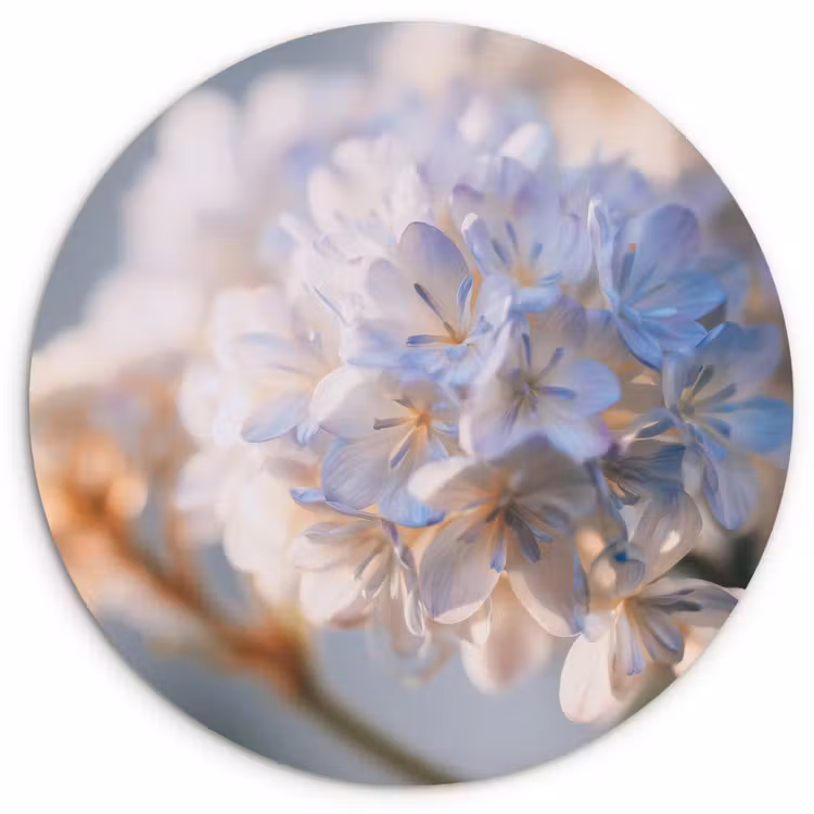 Bloemen - Lichtblauw - Wazig - Trosje Wandcirkel kunststof plaat 5mm dik klein -3d