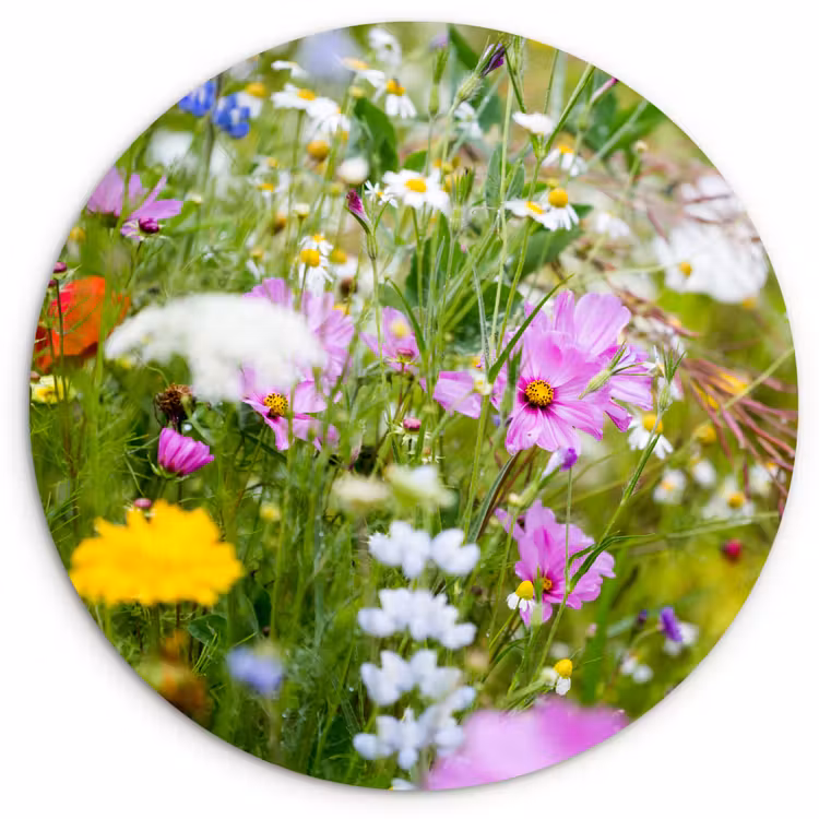 Bloemen - Natuur - Groen - Gras - Paars - Wit Wandcirkel kunststof plaat 5mm dik klein -3d