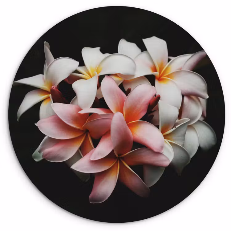 Bloemen - Roze - Zwart - Flora - Botanisch Wandcirkel kunststof plaat 5mm dik klein -3d