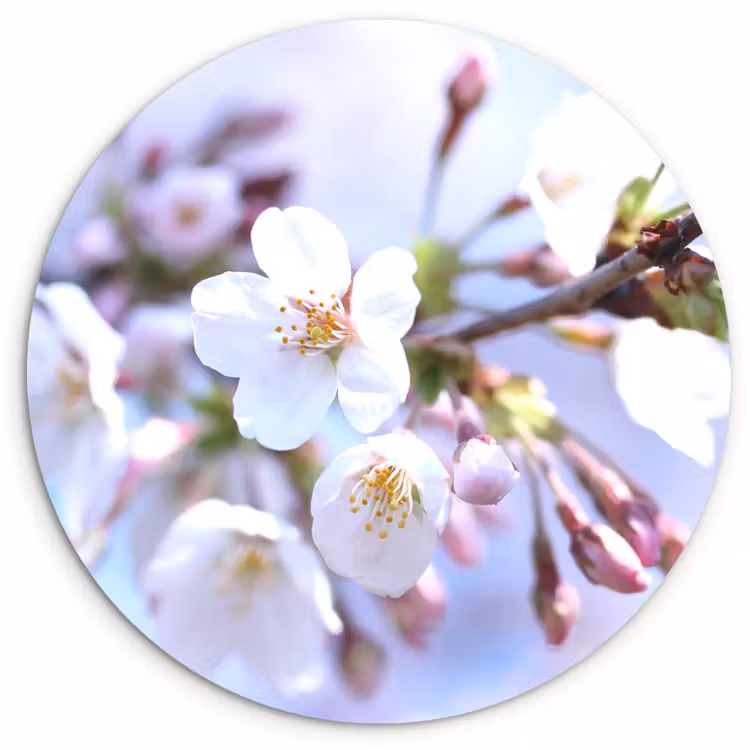 Bloemen - Sakura - Tak - Bloesem takken Wandcirkel kunststof plaat 5mm dik klein -3d