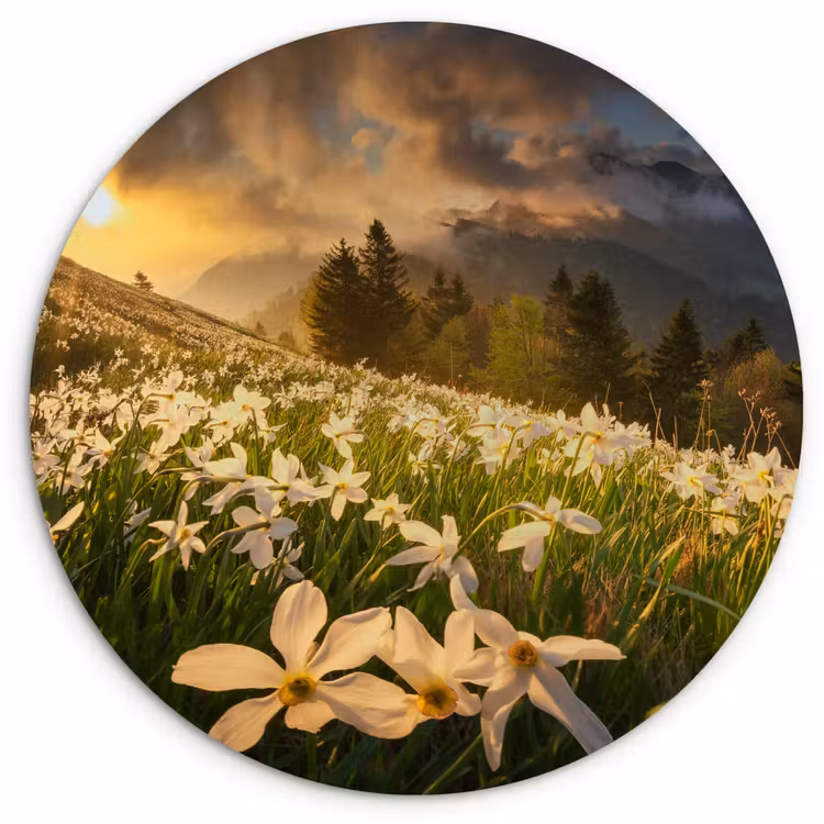Bloemenveld - Heuvels - Zonsondergang - Berg - Natuur - Wit - Heuvels Wandcirkel kunststof plaat 5mm dik klein -3d
