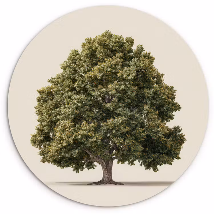 Eikenboom - Groen - Lichte achtergrond Wandcirkel kunststof plaat 5mm dik klein -3d