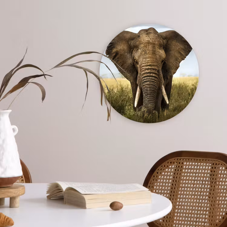 Olifant - Natuur - Gras - Dieren - Landschap Wandcirkel kunststof plaat 5mm dik klein -sfeer4