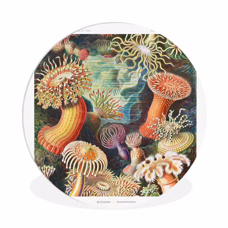 Ernst Haeckel - Anemoon - Retro - Tuinposter - Tuinhuis Wandcirkel kunststof plaat 5mm dik klein -3d