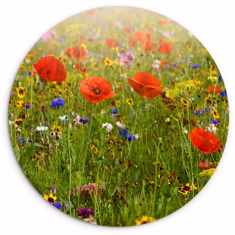 Lente - Bloemen - Rood - Klaproos - Gras - Groen Wandcirkel kunststof plaat 5mm dik klein -3d