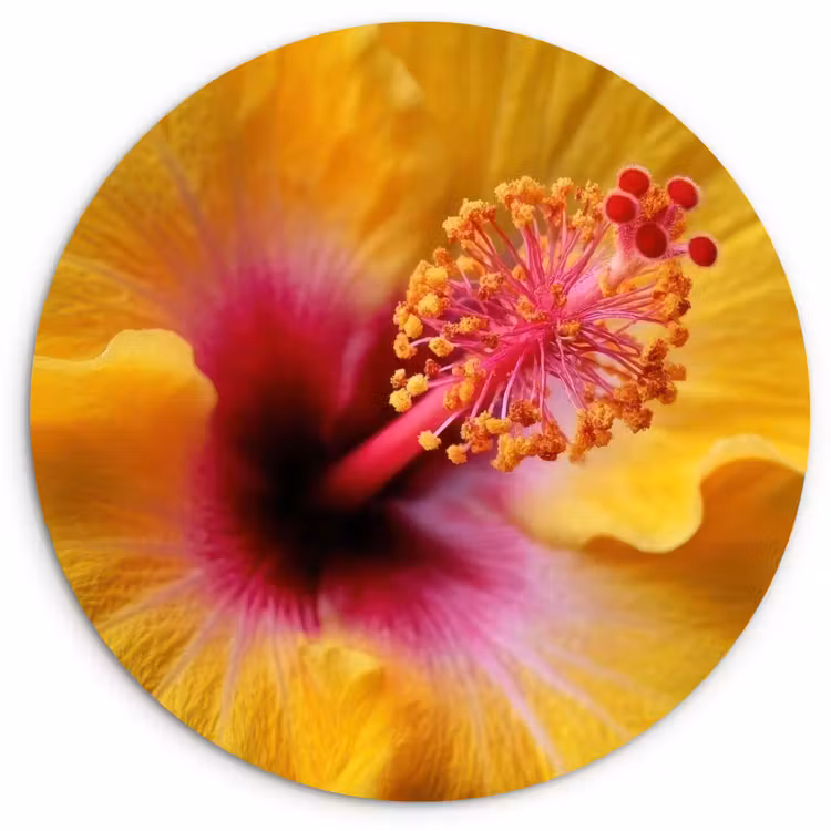 Geel - Hibiscus - Tropisch Wandcirkel kunststof plaat 5mm dik klein -3d