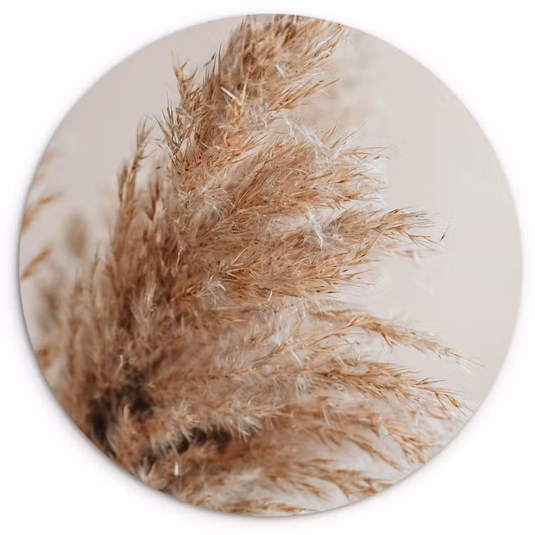 Gras - Planten - Natuur - Pampasgras Wandcirkel kunststof plaat 5mm dik klein -3d