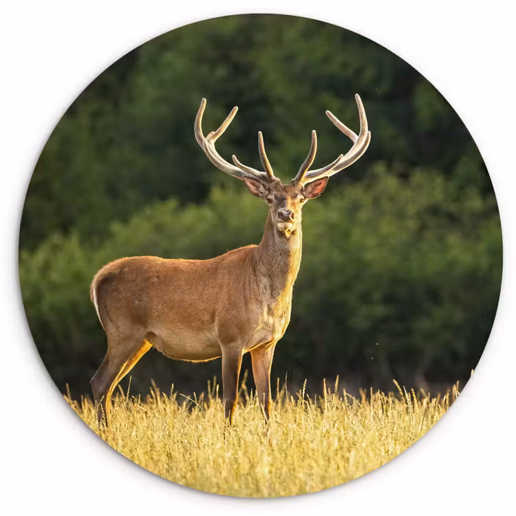 Hert - Gewei - Gras - Natuur - Dieren - Groen Wandcirkel kunststof plaat 5mm dik klein -3d