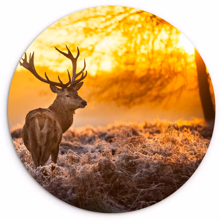 Hert - Dieren - Zonsondergang - Winter - Heide - Natuur Wandcirkel kunststof plaat 5mm dik klein -3d
