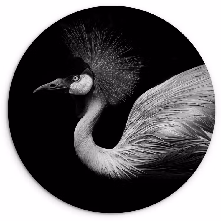Kraanvogel - Zwart - Wit - Vogel - Dieren Wandcirkel kunststof plaat 5mm dik klein -3d