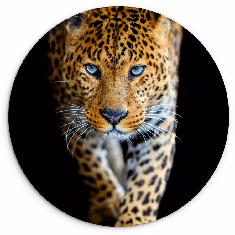 Luipaard - Dieren - Portret - Wilde dieren - Zwart Wandcirkel kunststof plaat 5mm dik klein -3d