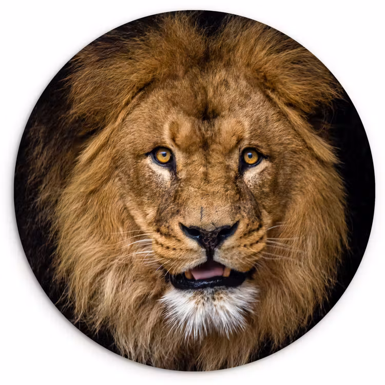 Leeuw - Portret - Zwart - Dieren Wandcirkel kunststof plaat 5mm dik klein -3d