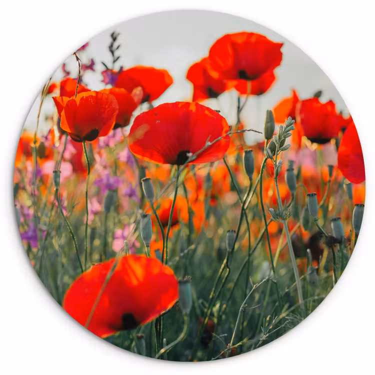 Klaproos - Bloemen - Rood - Paars - Weide Wandcirkel kunststof plaat 5mm dik klein -3d
