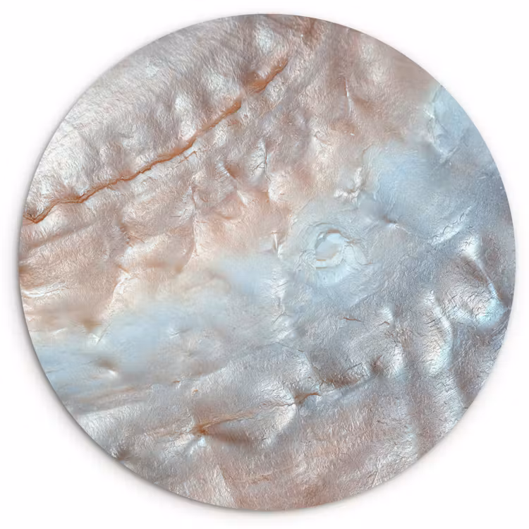 Schelpen - Abstract - Natuur Wandcirkel kunststof plaat 5mm dik klein -3d
