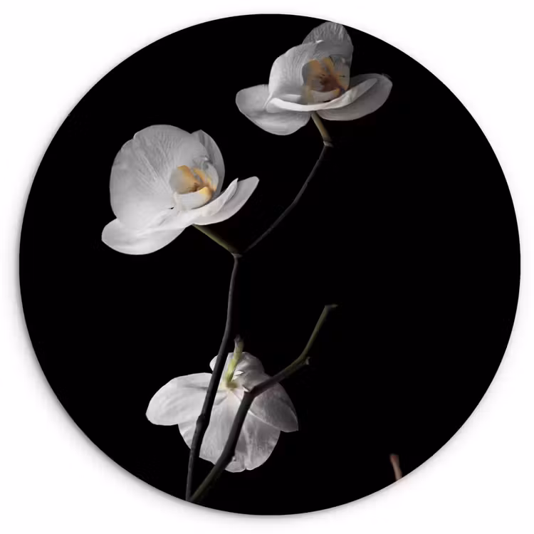 Orchidee - Bloemen - Zwart - Wit - Stilleven Wandcirkel kunststof plaat 5mm dik klein -3d