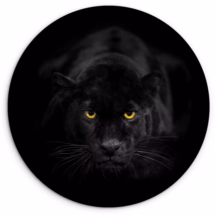 Panter - Dieren - Zwart - Ogen Wandcirkel kunststof plaat 5mm dik klein -3d