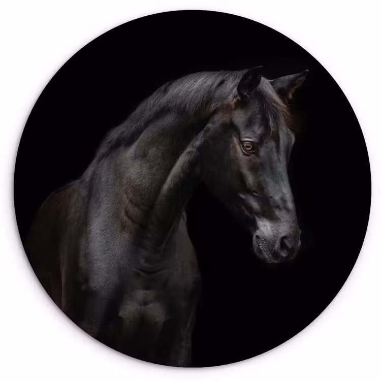 Paard - Dieren - Zwart - Portret Wandcirkel kunststof plaat 5mm dik klein -3d