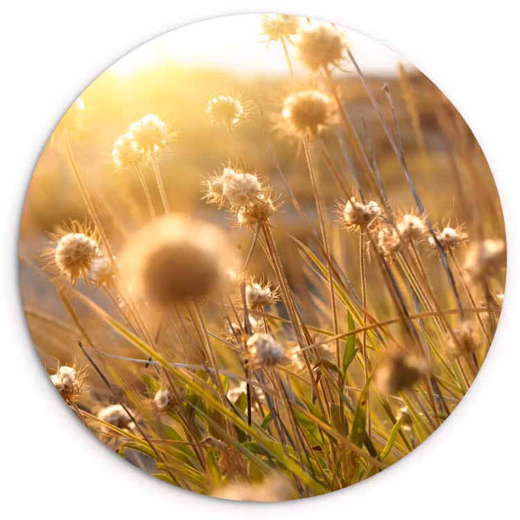 Planten - Natuur - Bloemen - Zon - Horizon Wandcirkel kunststof plaat 5mm dik klein -3d