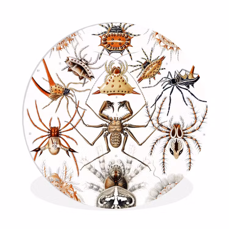 Retro - Ernst Haeckel - Insecten - Tuinposter - Tuin Wandcirkel kunststof plaat 5mm dik klein -3d