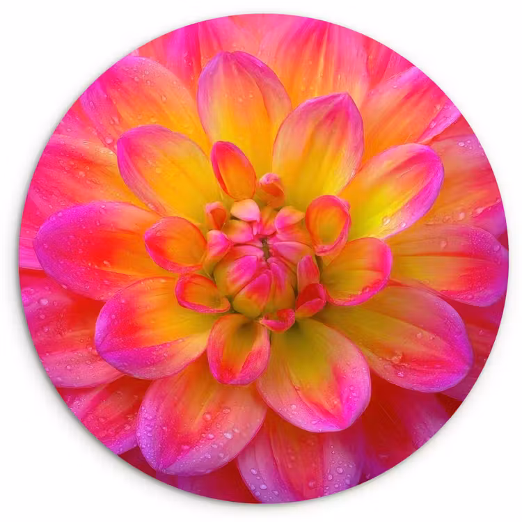 Roze - Dahlia - Kleurrijk Wandcirkel kunststof plaat 5mm dik klein -3d
