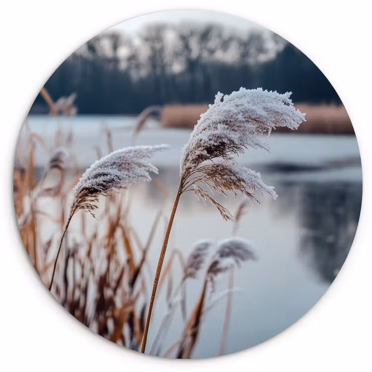 Riet - Gras - Natuur - Winter - Meer Wandcirkel kunststof plaat 5mm dik klein -3d