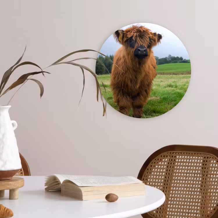 Schotse hooglander - Koeien - Natuur - Groen - Gras Wandcirkel kunststof plaat 5mm dik klein -sfeer4