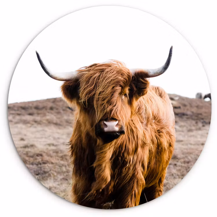 Schotse hooglander - Landschap - Koe - Bruin - Dieren - Natuur Wandcirkel kunststof plaat 5mm dik klein -3d