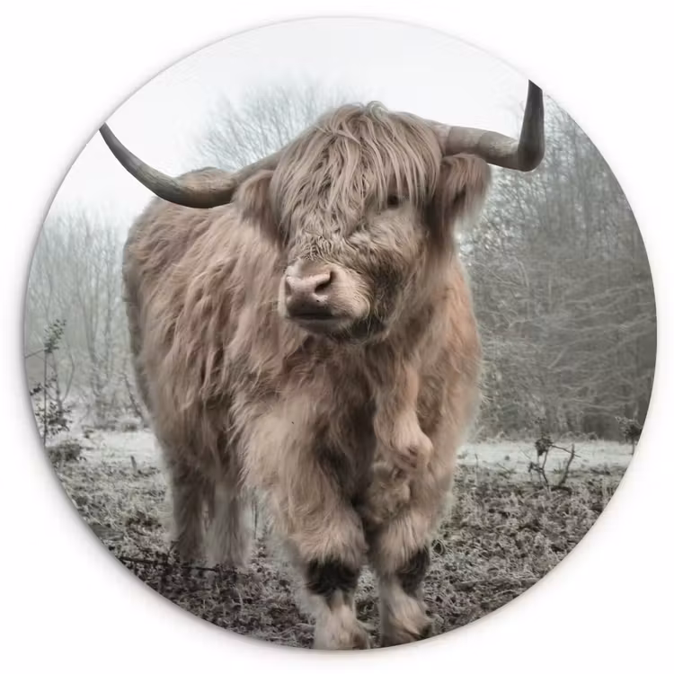Schotse hooglander - Natuur - Herfst - Dieren - Wild - Bos Wandcirkel kunststof plaat 5mm dik klein -3d