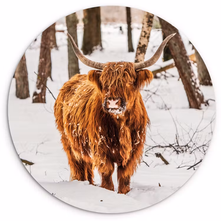 Schotse Hooglander - Sneeuw - Winter - Natuur - Dieren Wandcirkel kunststof plaat 5mm dik klein -3d