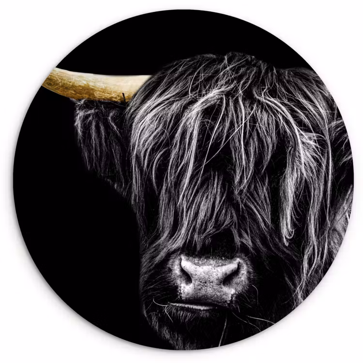Schotse hooglander - Goud - Vacht - Dieren - Koe Wandcirkel kunststof plaat 5mm dik klein -3d