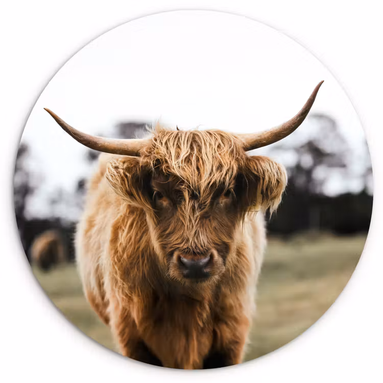 Schotse Hooglander - Koe - Gras - Dieren - Natuur Wandcirkel kunststof plaat 5mm dik klein -3d