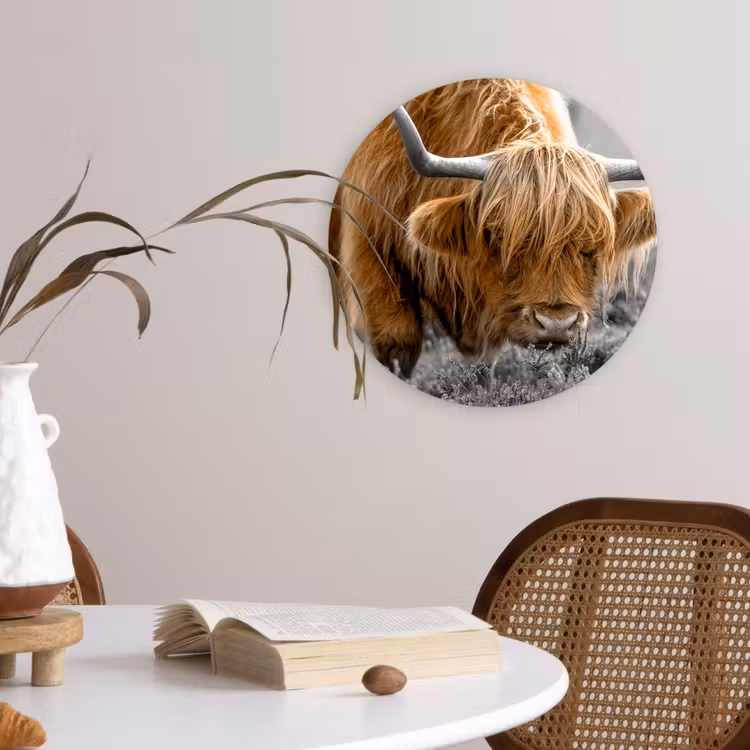Schotse Hooglander - Dieren - Bruin - Koe - Zwart - Wit - Natuur Wandcirkel kunststof plaat 5mm dik klein -sfeer4