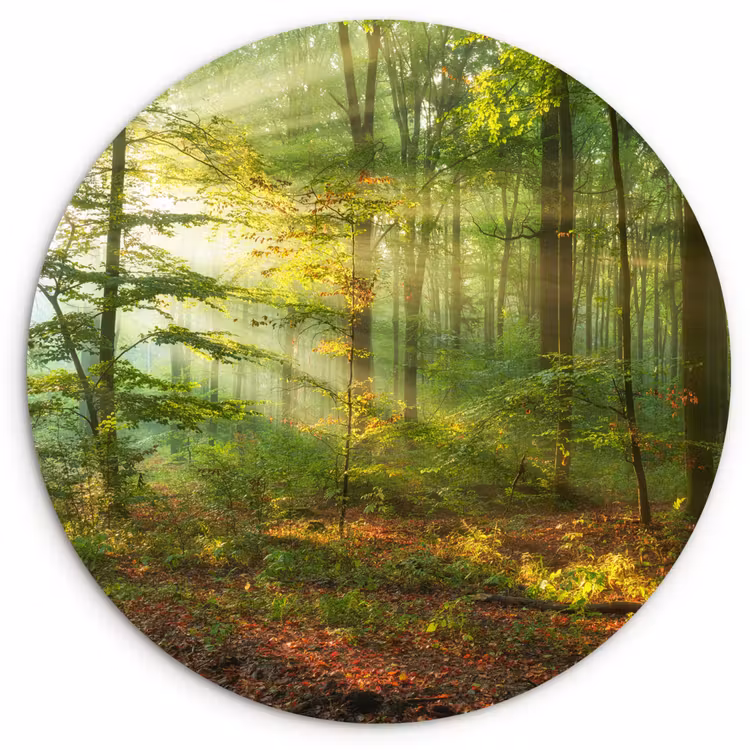Zon - Bos - Bomen - Natuur - Herfst Wandcirkel kunststof plaat 5mm dik klein -3d