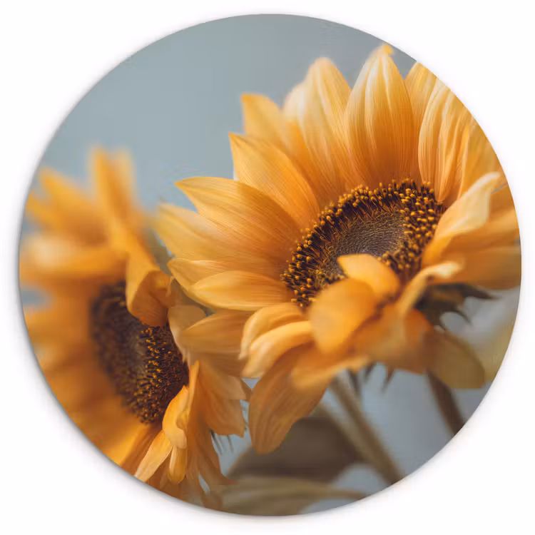 Zonnebloemen - Geel - Wazig Wandcirkel kunststof plaat 5mm dik klein -3d