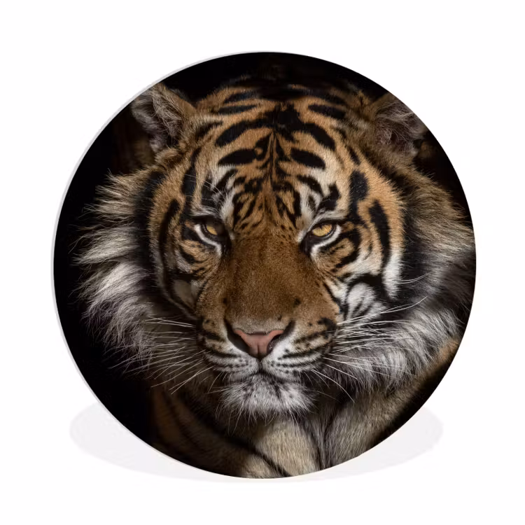 Tijger - Wilde dieren - Portret Wandcirkel kunststof plaat 5mm dik klein -3d