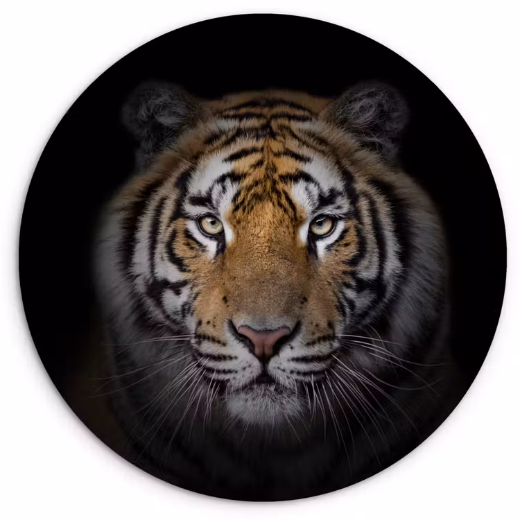 Tijger - Wilde dieren - Portret - Zwart - Dieren Wandcirkel kunststof plaat 5mm dik klein -3d