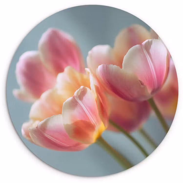 Tulpen - Roze - Stelen Wandcirkel kunststof plaat 5mm dik klein -3d