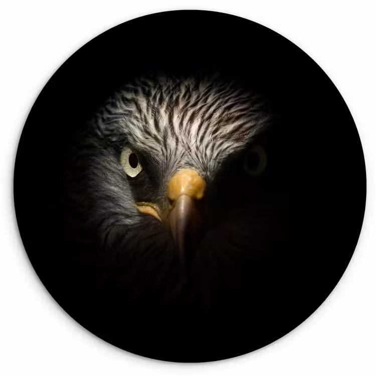Vogel - Adelaar - Roofvogels - Oog - Snavel - Licht Wandcirkel kunststof plaat 5mm dik klein -3d