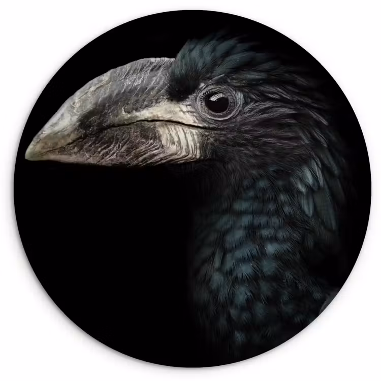 Vogel - Portret - Neushoornvogel - Zwart - Dieren Wandcirkel kunststof plaat 5mm dik klein -3d