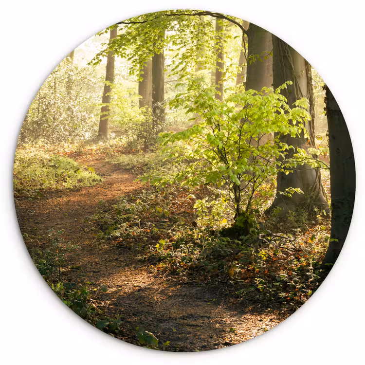 Bos - Bomen - Pad - Zon - Planten - Bladeren - Natuur Wandcirkel kunststof plaat 5mm dik klein -3d