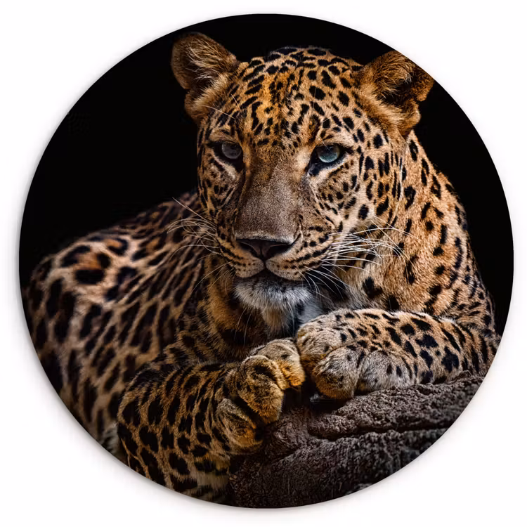 Wilde dieren - Panter - Portret - Zwart - Dieren Wandcirkel kunststof plaat 5mm dik klein -3d