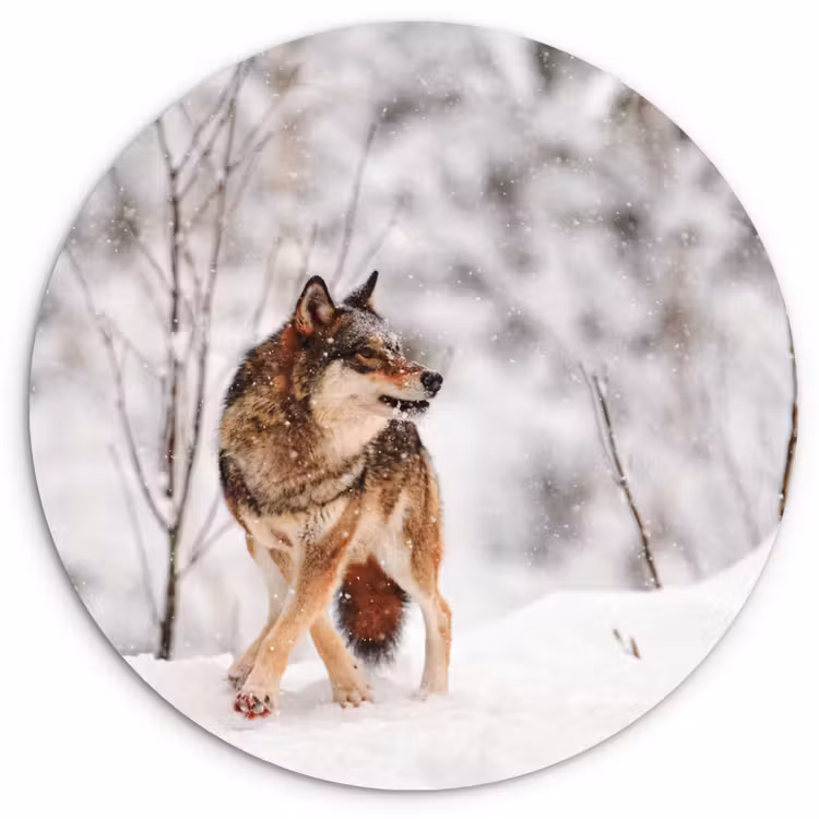 Wolf - Winter - Sneeuw - Natuur - Dieren Wandcirkel kunststof plaat 5mm dik klein -3d