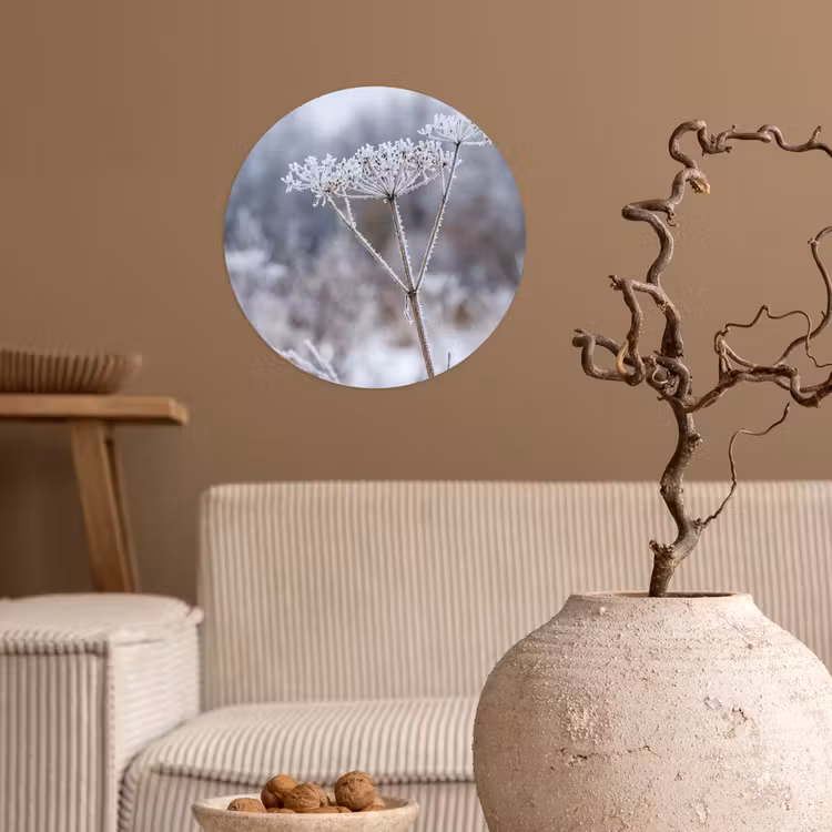 Schermbloem - Rijp - Kristallen - Winter - Delicaat Wandcirkel behangsticker klein -sfeer1