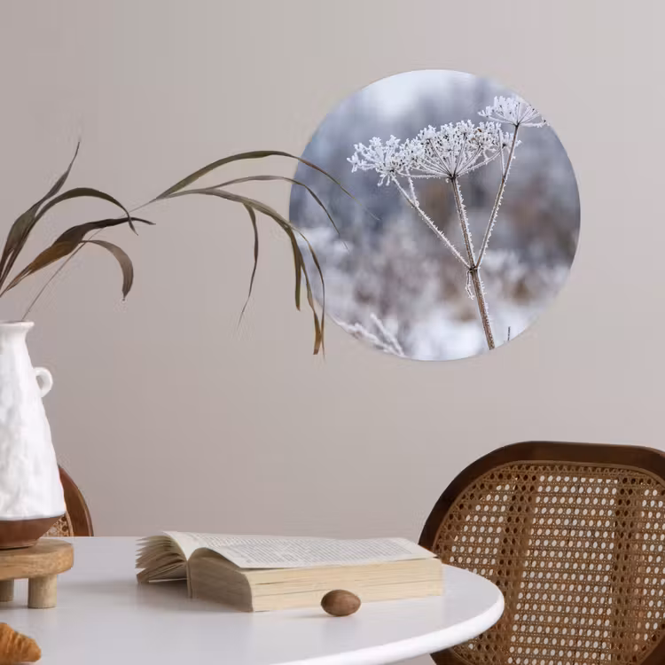 Schermbloem - Rijp - Kristallen - Winter - Delicaat Wandcirkel behangsticker klein -sfeer3